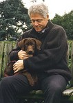 President Clinton with Chocolate Labradore Retriever, Buddy