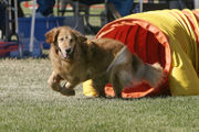 Golden Retriever on Agility Course