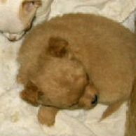 Sleeping Chihuahua Puppy Sleeping Chihuahua Puppy
