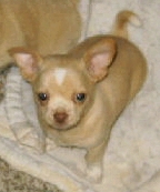 Smooth Coat Chihuahua Puppy