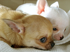 6 week old Chihuahua puppies