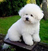 Bishon Frise