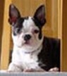 Boston Terrier