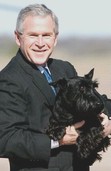 President George W. Bush with Scottish Terrier, Barney