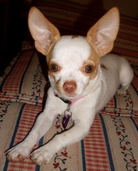 White Long Hair Chihuahua