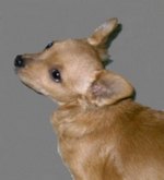 Long Haired Chihuahua Puppy Long Haired Chihuahua Puppy