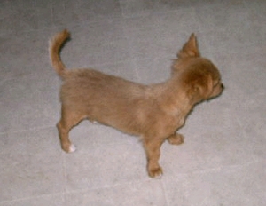 Wavy Long Haired Chihuahua