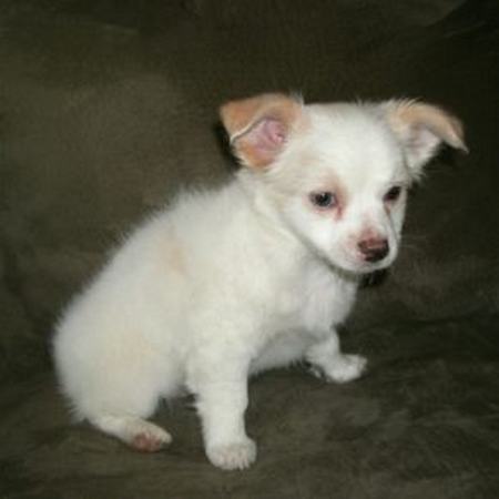 older chihuahuas for sale