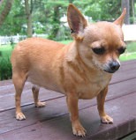 Overweight Chihuahua