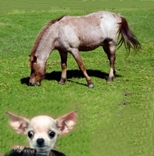 Picture of Horse with Chihuahua