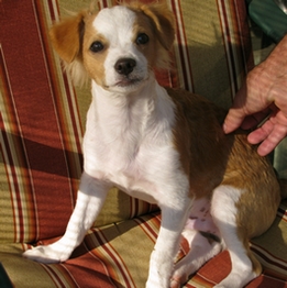 Long Hair Chihuahua