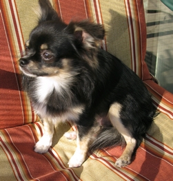 Tri Color Long Hair Chihuahua