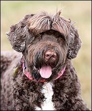 Picture Of A Portuguese Water Dog 