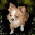 Long Hair Chihuahua