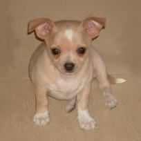 Short Hair Chihuahua Puppy