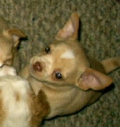 Short Hair Chihuahua Puppy