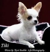 Akita puppies for sale el paso tx