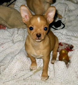 Female Chihuahua puppy 11 weeks old