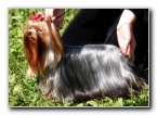 Showing a Yorkshire Terrier