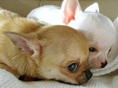 2 Chihuahua puppies