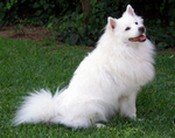 American Eskimo Dog