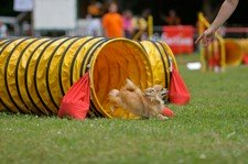 Chihuahua running agility