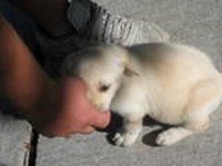 Biting Puppy