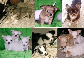 Chihuahua Color Chart