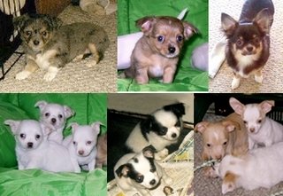 Various Chihuahua coat colors