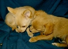 Chihuahua litter mates
