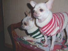 Chihuahua in Sweater