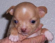 Tiny Chihuahua Puppy