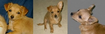 Chihuahua ears change with maturity
