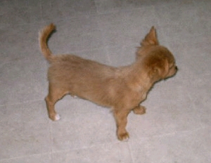Wavy Long Haired Chihuahua Wavy Long Haired Chihuahua