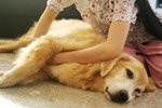 Dog getting Massage