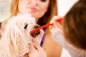 Vet Examining Dogs Teeth