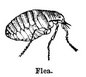Graphic of insect 