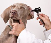 Dog getting ears checked