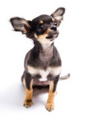 Chihuahua Puppy