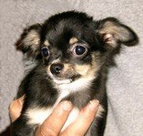 Long Hair Tri Color Puppy