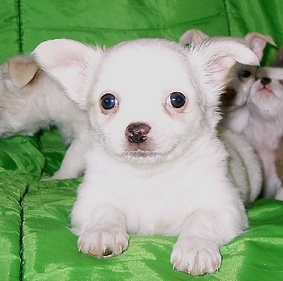 2 month old Female Chihuahua puppy
