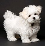 Maltese