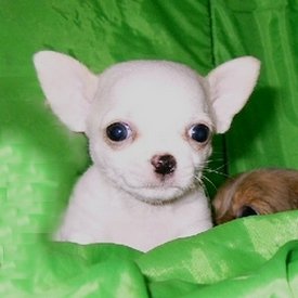 Male Chihuahua puppy