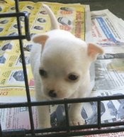 Chihuahua puppy in crate