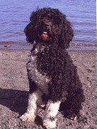 A Portuguese Water Dog Picture
