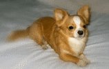 Long Hair Male Chihuahua