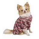 Chihuahua in sweater