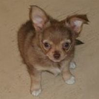 9 week old Chihuahua Puppy