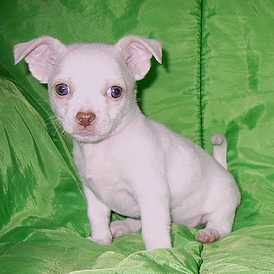 Female short hair Chihuahua puppy