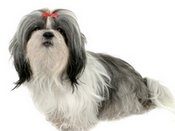 Shih Tzu